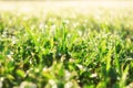 Spring green grass sunny summer background. Royalty Free Stock Photo