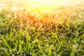 Spring green grass sunny summer background. Royalty Free Stock Photo