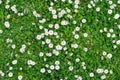 Spring green grass texture with flowers