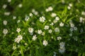 Spring green grass texture with white flowers closeup Royalty Free Stock Photo