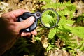 Magnifying glass enlarges fern leaf