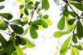 spring green leaf background with rain drops-Terminalia ivorensis tree