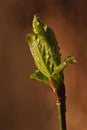 Spring green leaves