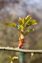 Spring green leaves Royalty Free Stock Photo