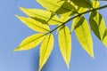 Bright, green, Spring leaves with blur, selective focus.