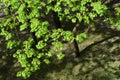 Spring green leaves branch tree texture top view solar background Royalty Free Stock Photo