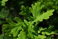 Spring green leaves of broadleaf tree Common Oak, also known as European Oak, latin name Quercus Robur