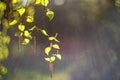 Spring green leaves. Fresh, buds. Springtime nature concept Royalty Free Stock Photo