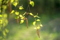 Spring green leaves. Fresh, buds. Springtime nature concept Royalty Free Stock Photo