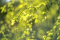 Spring green leaves. Fresh, buds. Springtime nature concept Royalty Free Stock Photo