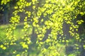 Spring green leaves. Fresh, buds. Springtime nature concept Royalty Free Stock Photo