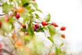 Spring green leaves and red berry Royalty Free Stock Photo