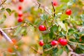 Spring green leaves and red berry Royalty Free Stock Photo