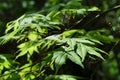 Spring green leaves of Red Emperor Maple tree, also known as Palmate Maple or Japanese Maple Royalty Free Stock Photo