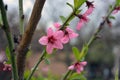 Spring green long castings and pink, purple buds, inflorescences of a young peach. Royalty Free Stock Photo