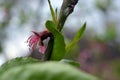 Spring green long castings and pink, purple buds, inflorescences of a young peach. Royalty Free Stock Photo