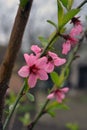 Spring green long castings and pink, purple buds, inflorescences of a young peach. Royalty Free Stock Photo