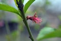 Spring green long castings and pink, purple buds, inflorescences of a young peach. Royalty Free Stock Photo