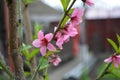 Spring green long castings and pink, purple buds, inflorescences of a young peach. Royalty Free Stock Photo