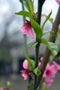 Spring green long castings and pink, purple buds, inflorescences of a young peach. Royalty Free Stock Photo