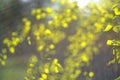 Spring green lRainbow the sun& x27;s rays on a blurred background of fresh green foliage. Springtime nature concept