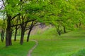 Spring green meadow with big oak trees and lonely trail Royalty Free Stock Photo