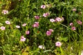 Spring green meadow with pink flowers Royalty Free Stock Photo