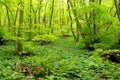 Spring green in mixed forest