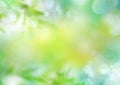 Spring green nature blur background. Royalty Free Stock Photo