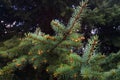 Spring, green needles and seeds.Young fir cones. Small details close-up. Coniferous trees in spring Royalty Free Stock Photo