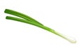 Spring green onion on white background, green vegetables
