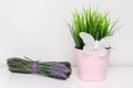 Spring green plant in pink pot with white decorative butterfly and a bunch of lavender flowers on white background with copy space Royalty Free Stock Photo