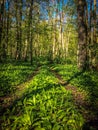 Spring green road forest. Nature Royalty Free Stock Photo