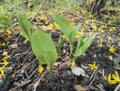 Spring green seedlings