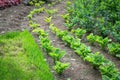 Spring green seedlings