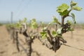 Spring green shoots on mature grape vines, Spain