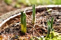 Spring green sprouts of narcissus growing from the ground. 4cm high shoots