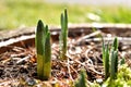 Spring wet green sprouts of narcissus growing from the ground. 4cm high shoots