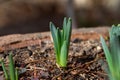 Spring green sprouts of narcissus growing from the ground. 5cm high shoots