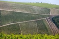Spring green stripes of grapevine on hill Royalty Free Stock Photo