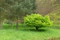 Spring green tree