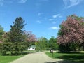 Spring green trees and bloom trees beautiful neibourhood