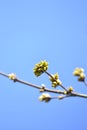 Spring green twig against the amazing turquoise sky