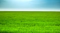 Spring green wheat field with clear blue sky Royalty Free Stock Photo
