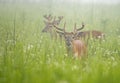 Spring greenery surrounds two White Tailed Bucks in velvet. Royalty Free Stock Photo