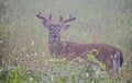Spring greenery surrounds a White Tailed Bucks in velvet. Royalty Free Stock Photo