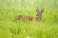 Spring greenery surrounds a White Tailed Bucks in velvet. Royalty Free Stock Photo