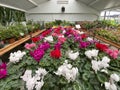 Spring greenhouse full of colorful flowers Royalty Free Stock Photo