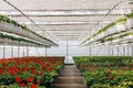 Spring greenhouse full of colorful geraniums ready for business Royalty Free Stock Photo