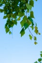 Spring greens - a branch of young leaves of a birch against the blue sky Royalty Free Stock Photo